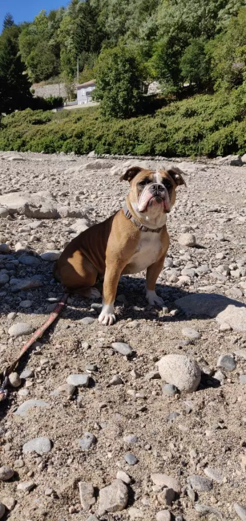 Pepper Des Boulling Stones